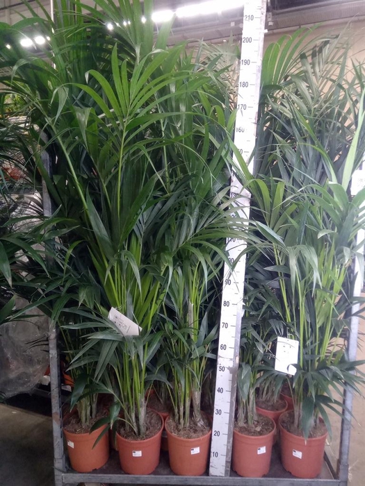 <h4>Howea forsteriana</h4>