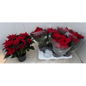 EUPHOR P CHR FEELING