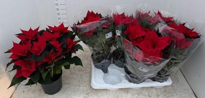 <h4>EUPHOR P CHR FEELING</h4>