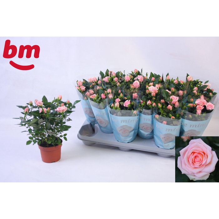 <h4>RO LADY JEWEL</h4>