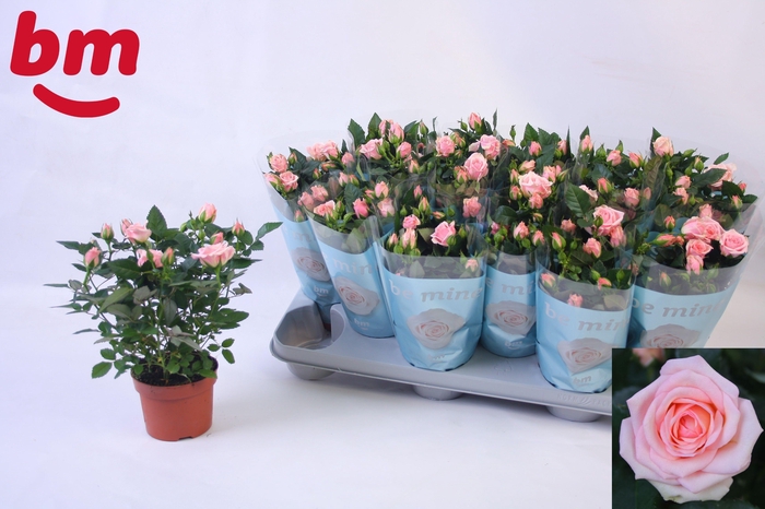 <h4>RO LADY JEWEL</h4>