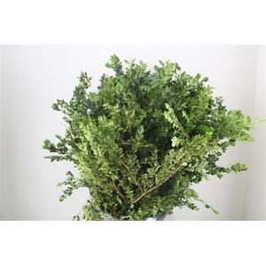 Buxus Green P Bunch