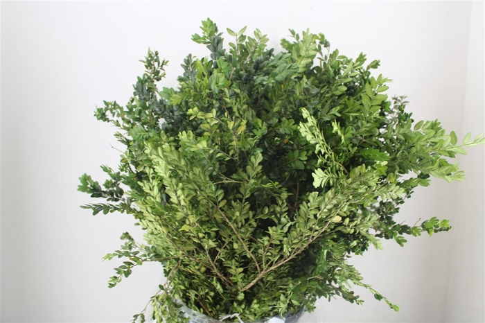 <h4>Buxus Green P Bunch</h4>