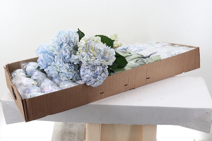 <h4>HORTENSIA HYDR VERVAIN BOX</h4>