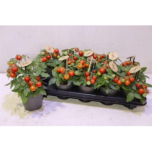 arr8 Tomatenplanten