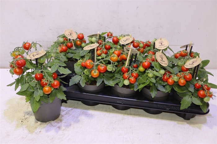 <h4>arr8 Tomatenplanten</h4>