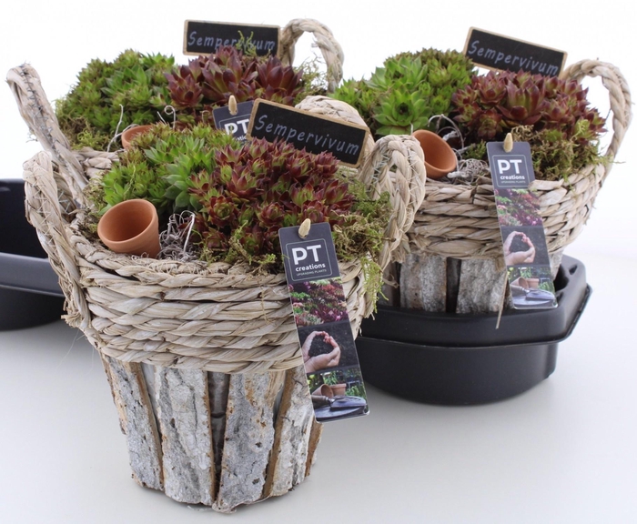 <h4>ARR SEMPERVIVUM</h4>