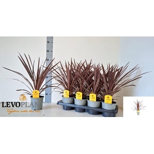 arr8 Cord Aus Red Star