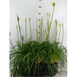 Agapanthus  'Summer Love Duo' ..mix