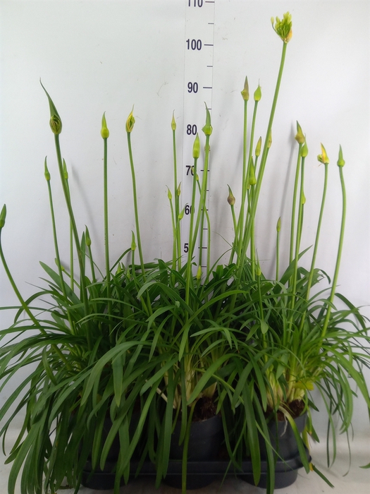 <h4>Agapanthus  'Summer Love Duo' ..mix</h4>