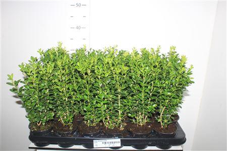 <h4>Buxu Sempervirens</h4>