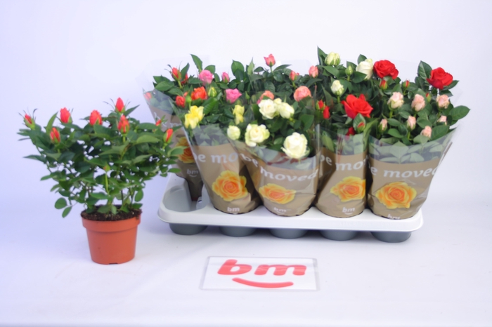 <h4>RO B MONDE GEM 6 SRT</h4>