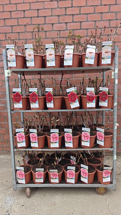 <h4>PAEONIA SUFFRUT GEM</h4>