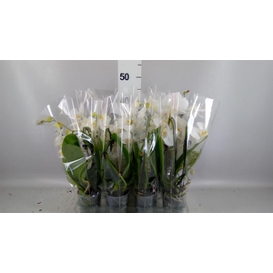 Phalaenopsis  'Elegant Cascade'