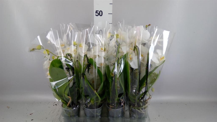 <h4>Phalaenopsis  'Elegant Cascade'</h4>