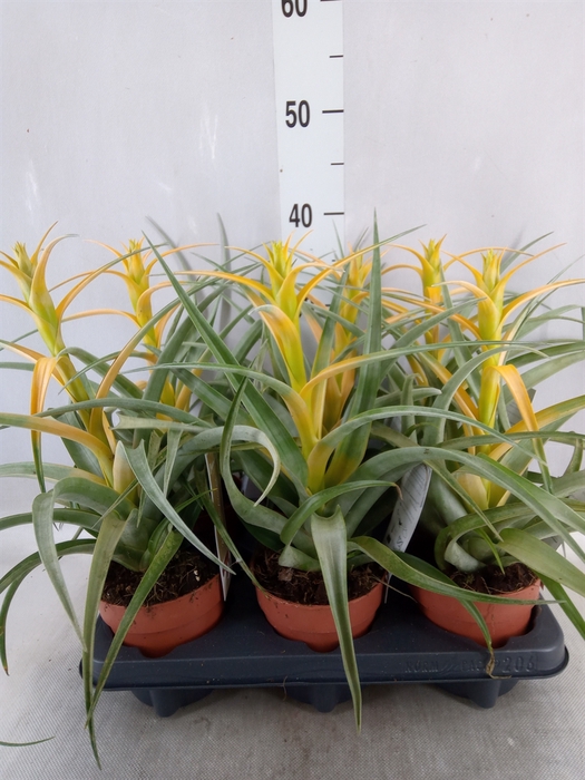 <h4>Tillandsia</h4>