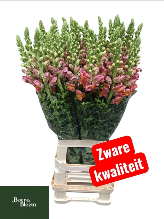 <h4>ANTIR POTO D ORANGE</h4>