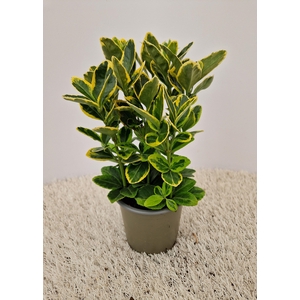 Euonymus Aurea