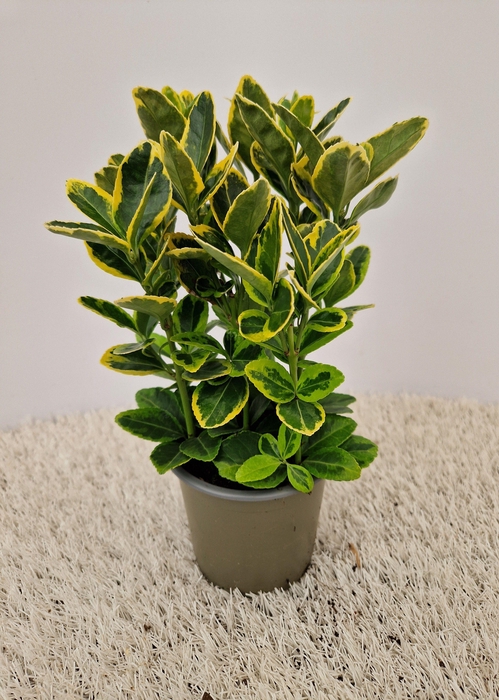 <h4>Euonymus Aurea</h4>