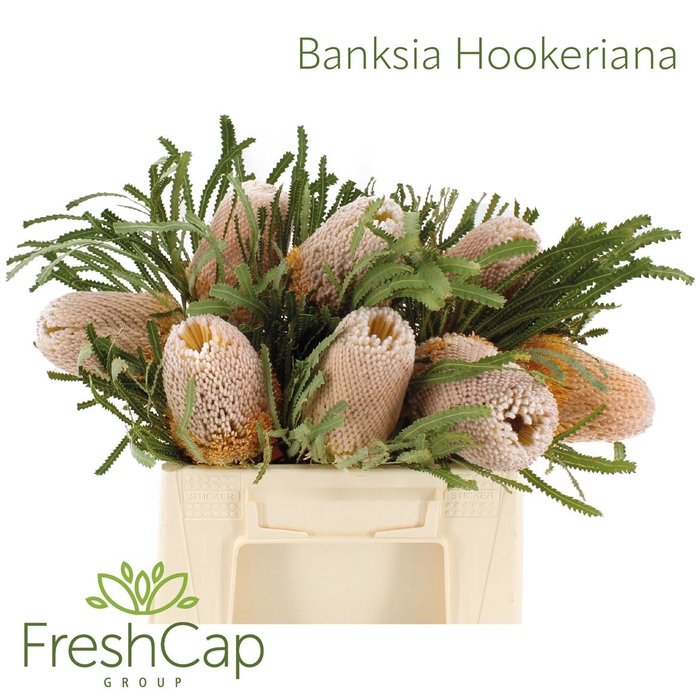 <h4>Banksia Hookeriana</h4>