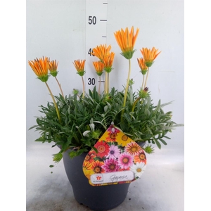 Gazania rig. 'Highland Orange'