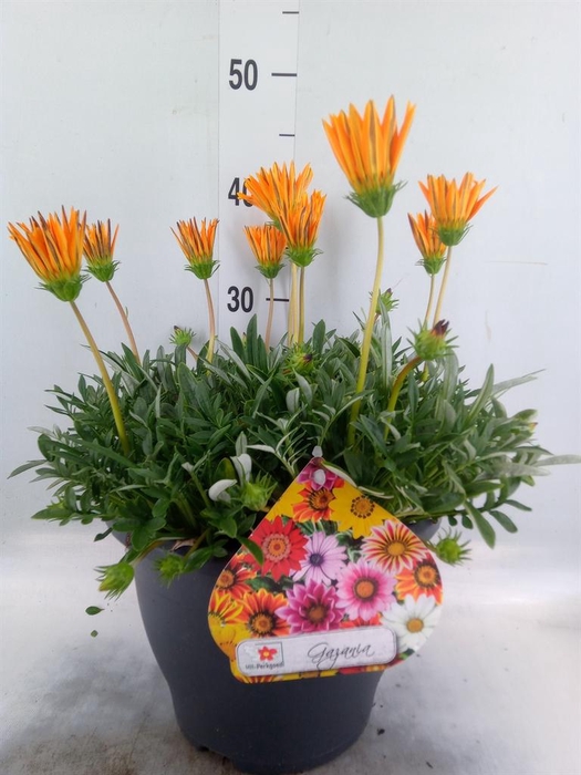 <h4>Gazania rig. 'Highland Orange'</h4>