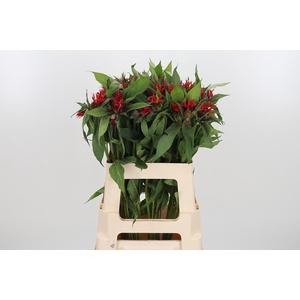 Monarda Rood
