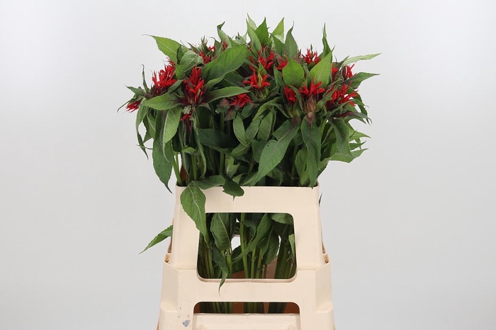 <h4>Monarda Rood</h4>
