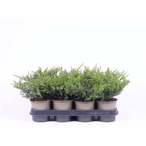 Juniperus communis 'Repanda'