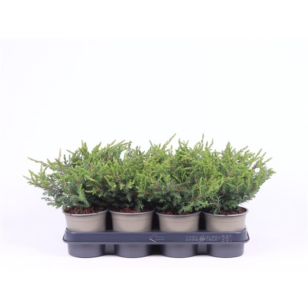 <h4>Juniperus communis 'Repanda'</h4>