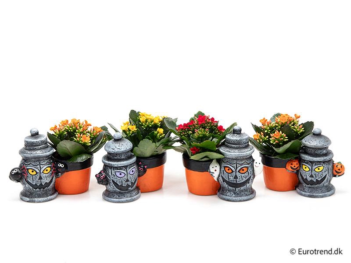 <h4>KALANCHOE BLOSSF P6 E 4757</h4>