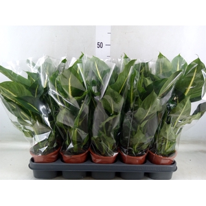 Dieffenbachia  'Green Magic'