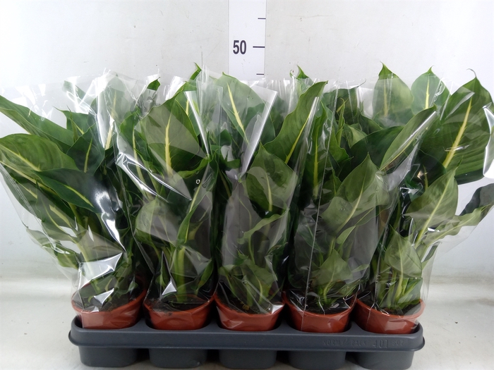 <h4>Dieffenbachia  'Green Magic'</h4>