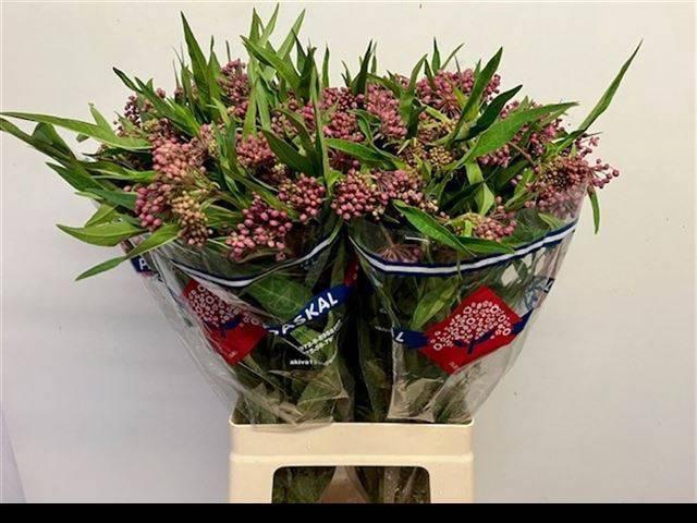 <h4>ASCL INC SOULMATE</h4>