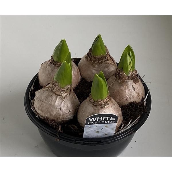 <h4>16 cm Hyacint White Pearl in zwarte schaal 5pp</h4>