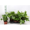 Fatsia Ov