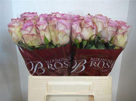 <h4>R Gr Memory Lane!</h4>