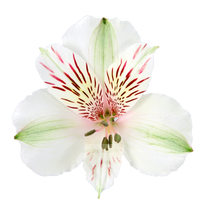 ALSTR HIMALAYA Tessa