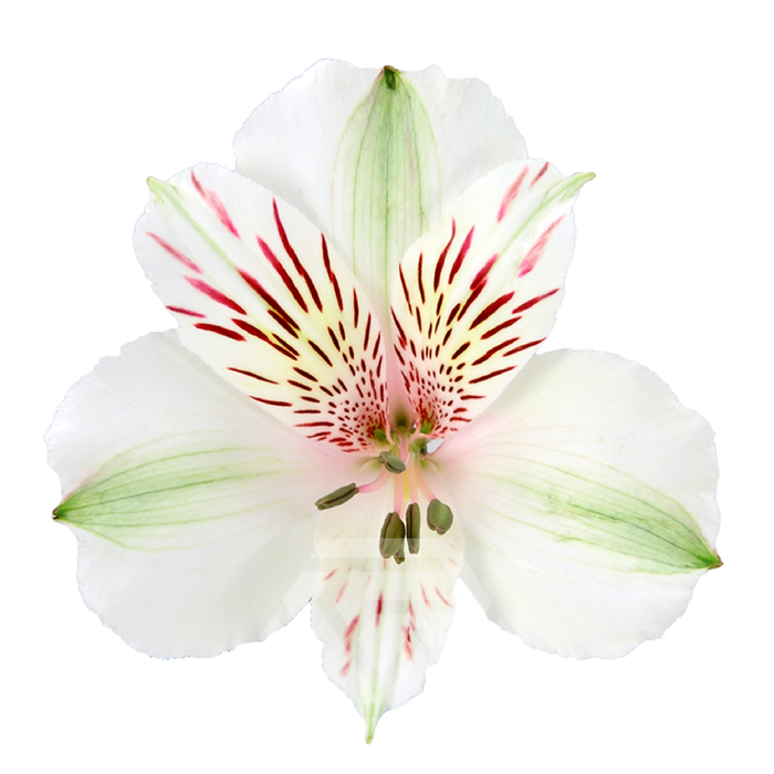 <h4>ALSTR HIMALAYA Tessa</h4>