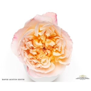 Rosa GR 'David Austin Edith'