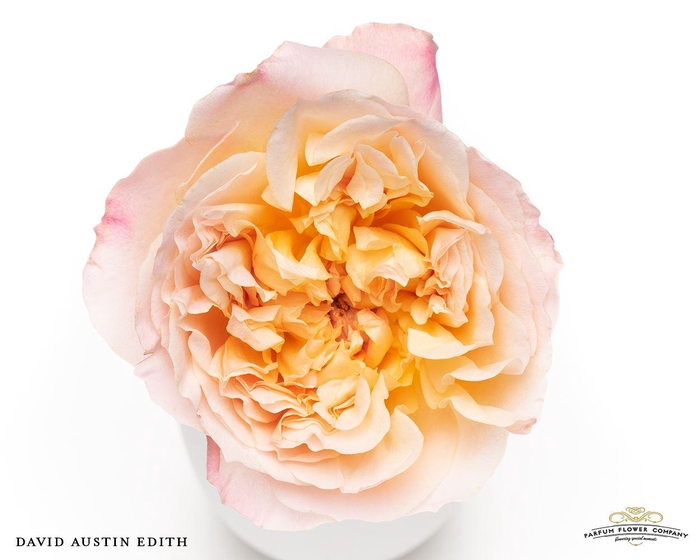<h4>Rosa GR 'David Austin Edith'</h4>