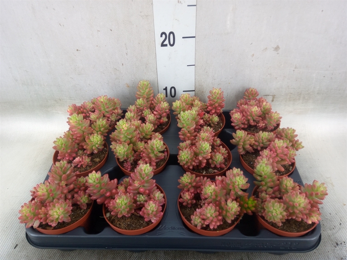 <h4>Sedum rubrotinctum 'Aurora'</h4>