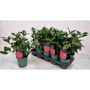 CAMELLIA JAPONICA