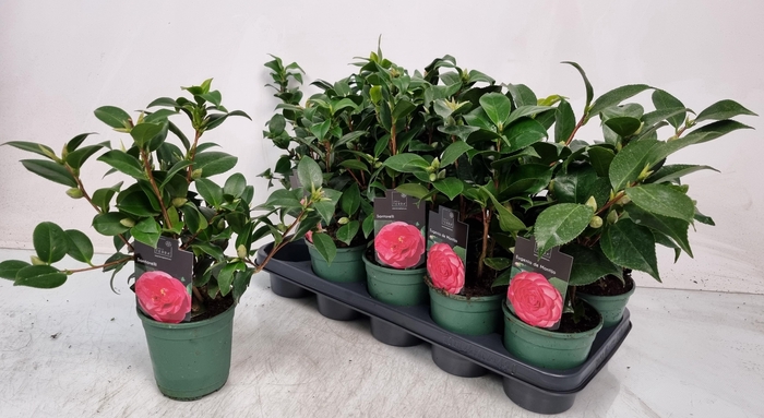 <h4>CAMELLIA JAPONICA</h4>