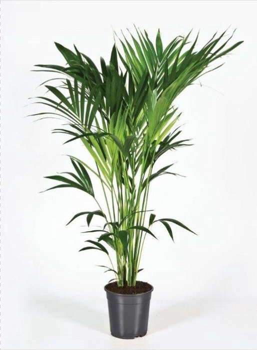 <h4>Howea forsteriana 140cm (Kentia)</h4>