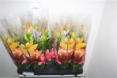 <h4>Lil As Tiny Nugget 3pp</h4>