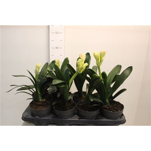 Clivia Mi