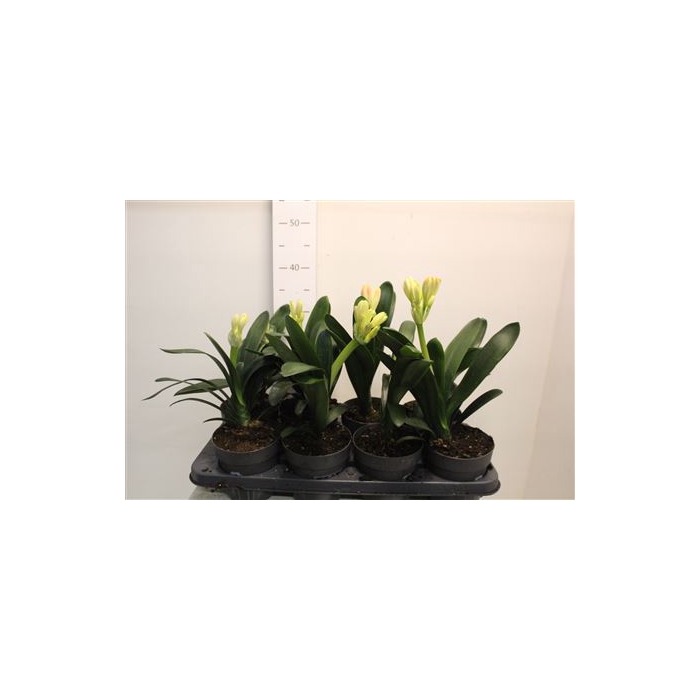 <h4>Clivia Mi</h4>