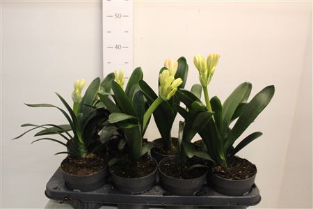 Clivia Mi