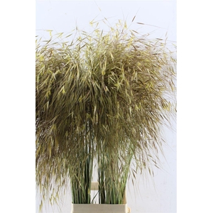 Stipa Gigantea